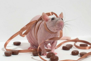 Czy mogę nakarmić ozdobny szczur czekoladowy? Czy mogę nakarmić ozdobny szczur czekoladowy?